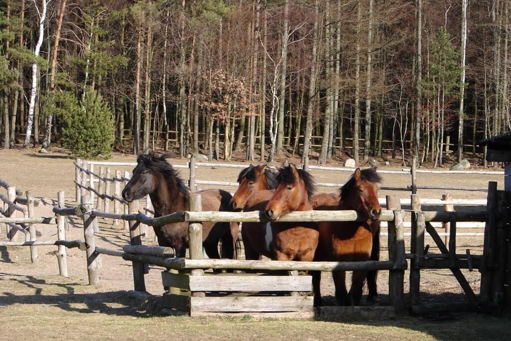 Na Wysokiej Gorce- Agroturystyka Grabowiec  Esterno foto